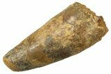 Fossil Spinosaurus Tooth - Feeding Worn Tip #344533-1